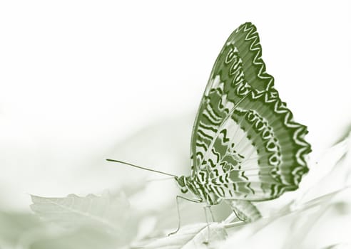 butterfly (Red Lacewing) sitting on a green leaf