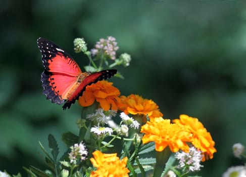 butterfly (Red Lacewing) sitting on flower
