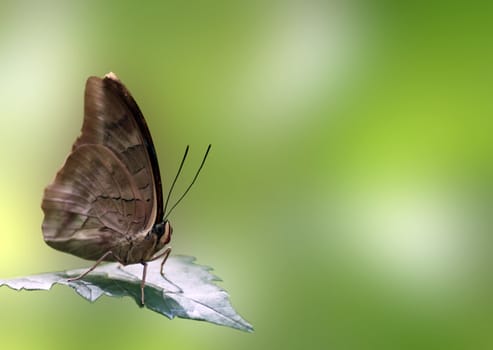 butterfly sitting on a leaf over green background