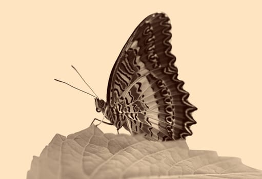 butterfly (Red Lacewing) sitting on a leaf