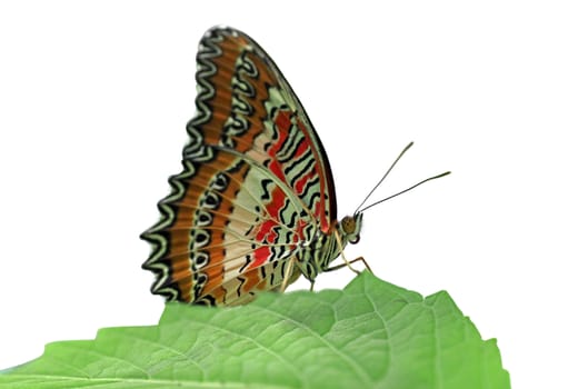 butterfly (Red Lacewing) sitting on a green leaf