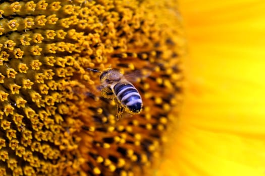close up of bee flying to sunflower