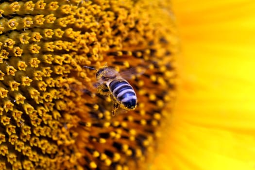close up of bee flying to sunflower