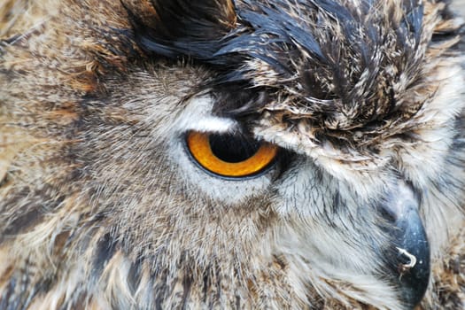 close up of owl head