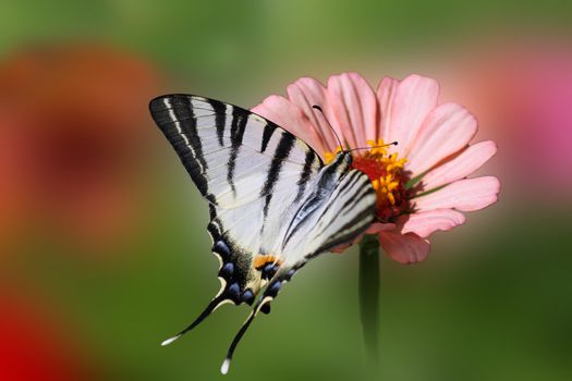 butterfly  Scarce Swallowtail  with opened wings on flower  zinnia