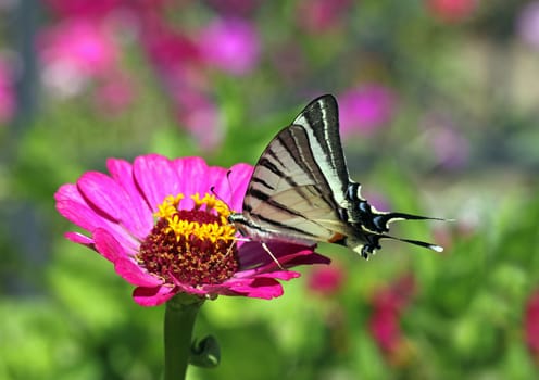 butterfly (Scarce Swallowtail) on flower (zinnia)