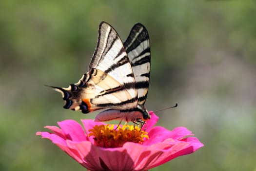 butterfly (Scarce Swallowtail) sitting on zinnia