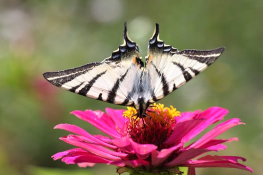butterfly (Scarce Swallowtail) sitting on zinnia