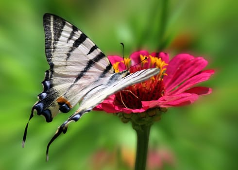 butterfly (Scarce Swallowtail) sitting on flower