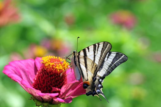 butterfly Scarce Swallowtail on zinnia in a garden