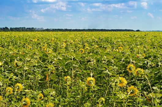 yellow sunflowers on the field at summer day