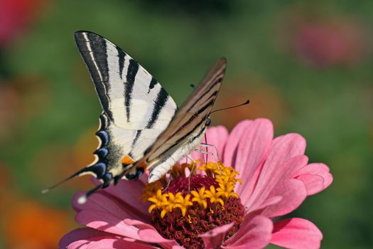 butterfly (Scarce Swallowtail) sitting on zinnia