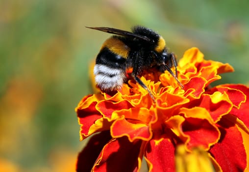 bumblebee on flower (marigold)