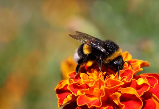 bumblebee on flower (marigold)