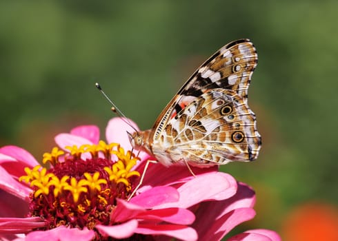 butterfly  Painted Lady  sitting on flower  pink zinnia