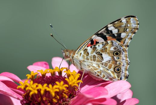 butterfly  Painted Lady  sitting on flower  pink zinnia