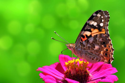 butterfly (Painted Lady) on flower (zinnia)