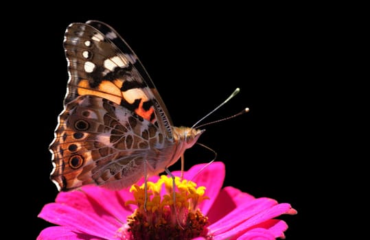 butterfly (Painted Lady) on flower isolated on black