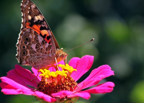 close up of butterfly  Painted Lady  on flower  zinnia