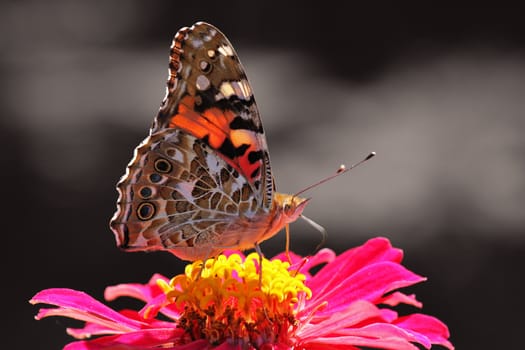 butterfly  Painted Lady  on flower over black background