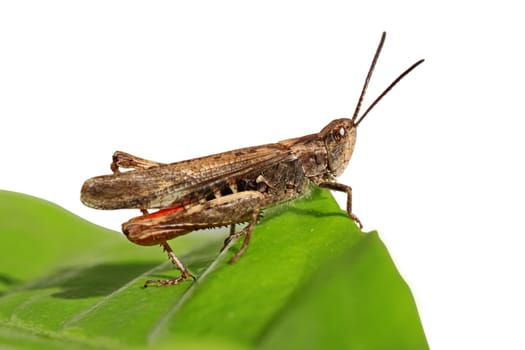 grasshopper sitting on green leaf