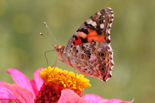 butterfly (Painted Lady) on flower (zinnia)