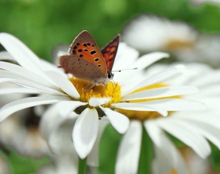 butterfly sitting on camomile