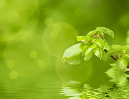 Green spring background with shallow focus bokeh and refflection