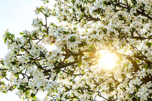 Blossoming tree in spring with sunlight