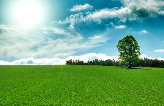 Sun and field of green fresh grass with tree under blue sky