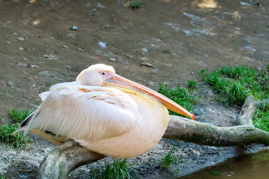 big pelican (Pelicanus onocrotalus) posing in camera 