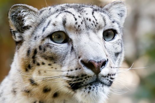 Close up Portrait of Snow Leopard Irbis (Panthera uncia)
