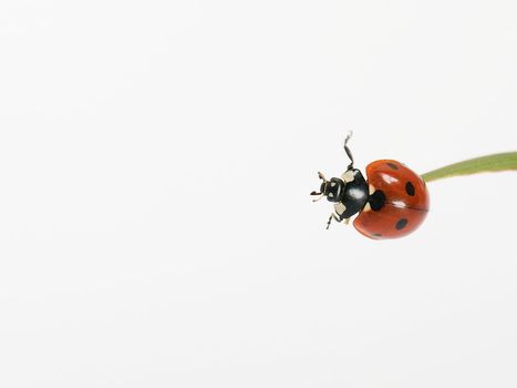 Ladybug on tip of  green grass isoated on white background