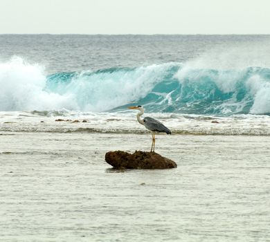 Ardea cinerea - Grey Heron standing over a reef on ocean waves background