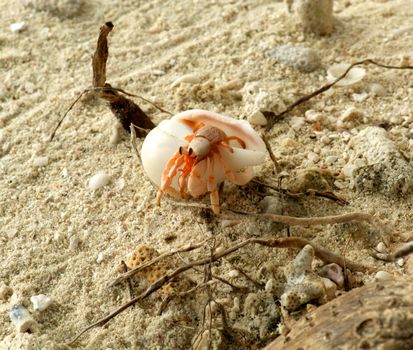 Small hermit crab in natural environment on sand beach background