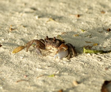 Large Dark Sand Crab looking up on ocean beach background
