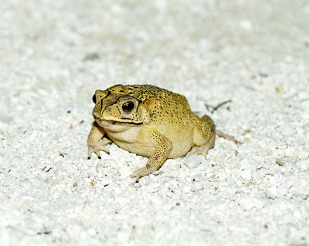 Golden Tree Frog or Hyla on sand in natural environment