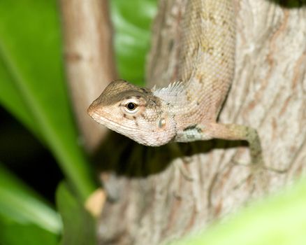 Lizard on tree close up in natural environment