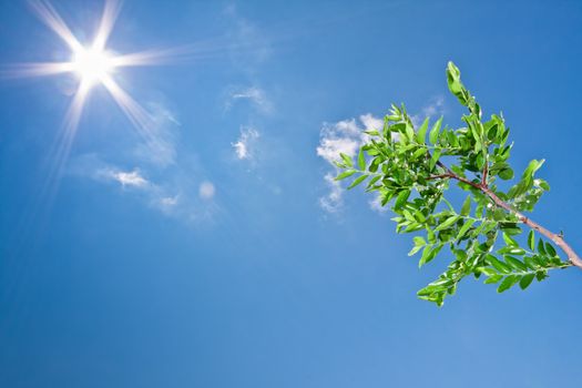 a young tree in the sunny sky background