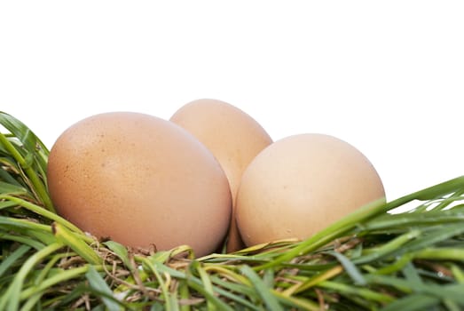 Egg over green grass isolated white background