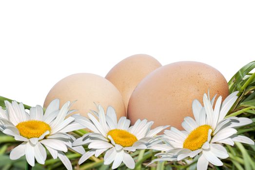 Egg and white camomile over green grass isolated white background