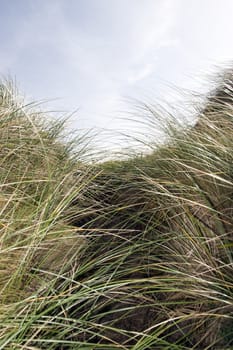 tall green dune grass on the coast of Kerry Ireland gently blowing in the breeze