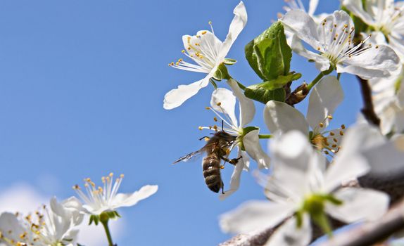 Spring. Bee getting nectar from the cherry tree blossom on a background of blue sky