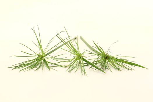 fresh green papyrus plants on a light background