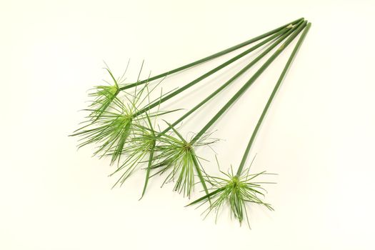 five fresh green stems papyrus plants on a light background