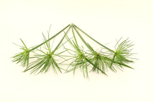 five fresh green papyrus stems on a light background