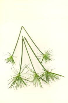 five green papyrus stems on a light background