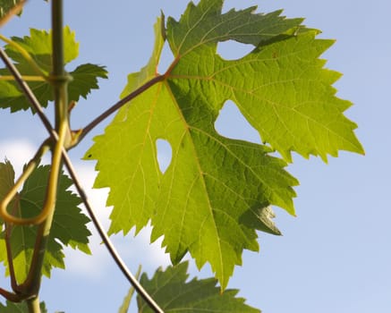Leaf of vine. Background - blue sky. Shallow DOF.