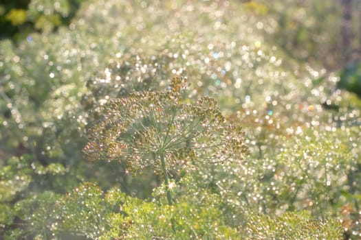 In garden. After rain. Defocused.