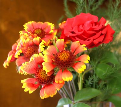 Red rose with blossom flowers. Dark background. Shallow DOF.